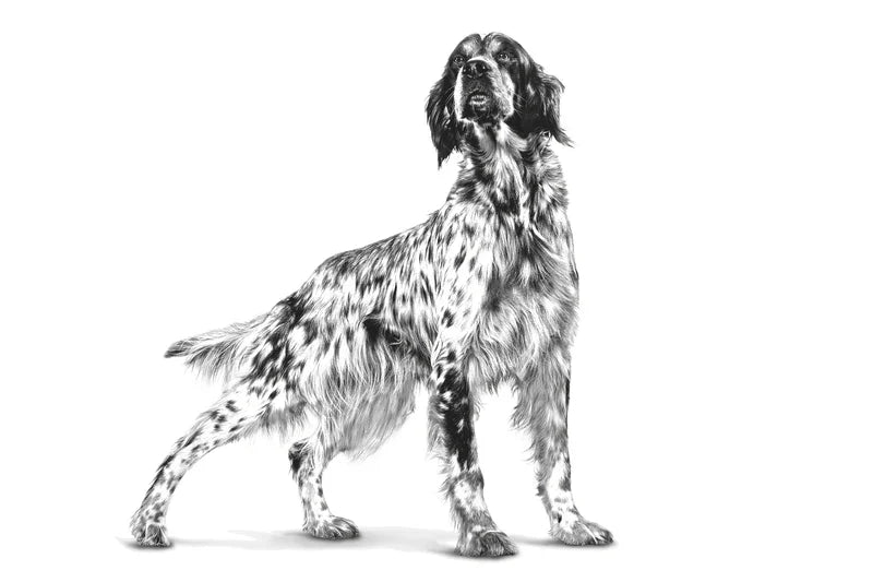 Royal Canin Anallergenic Canine – Dry food for adverse reaction to food
