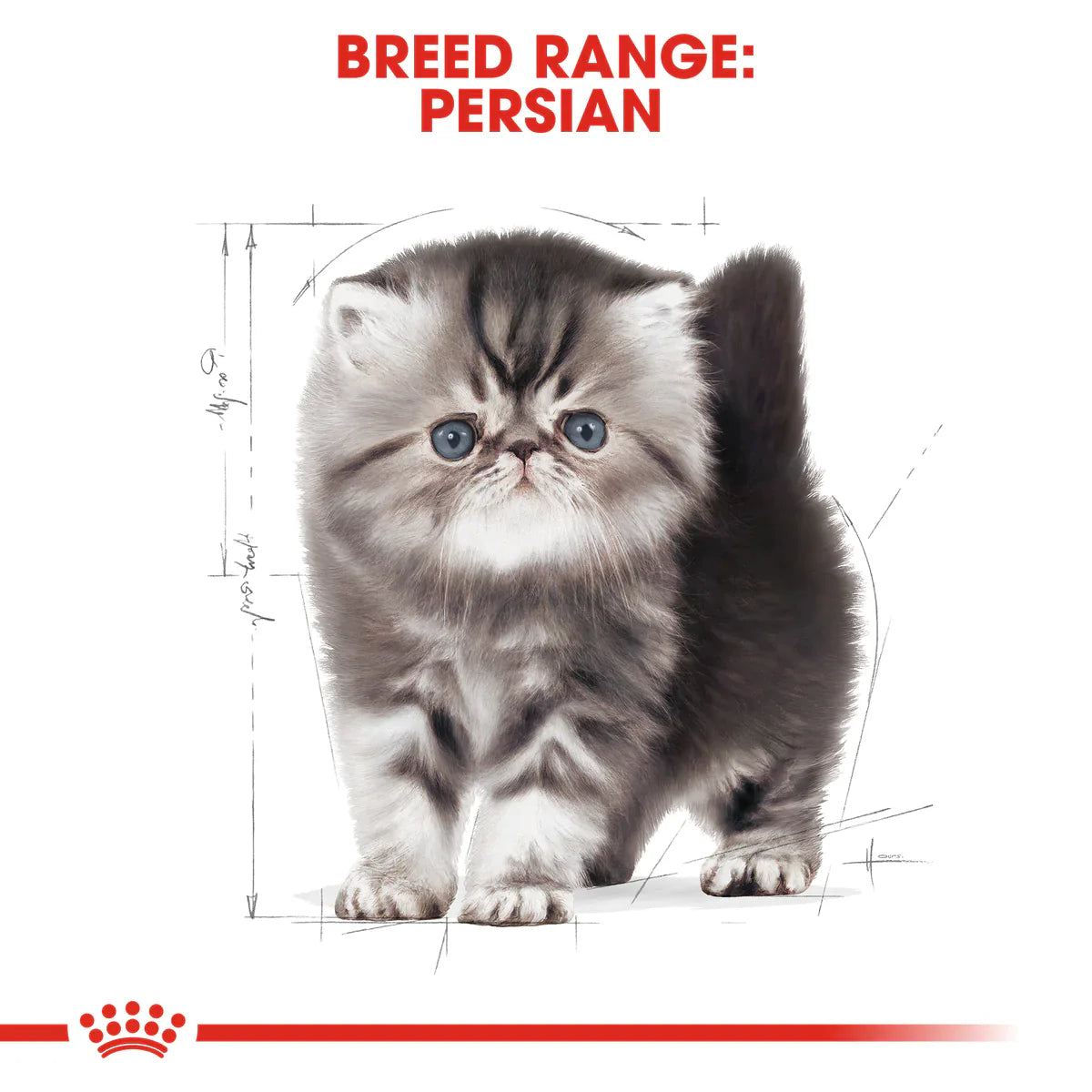 Royal Canin Persian Kitten (2KG) - Talapets