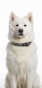 Naomi –YL85502 Pet Collar