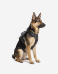 Naomi – YL107798 Pet Harness