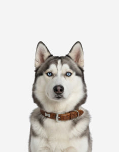 Naomi –YL77376 Pet Collar