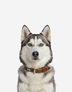Naomi –YL77376 Pet Collar