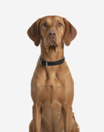 Naomi –YL85507 Pet Collar