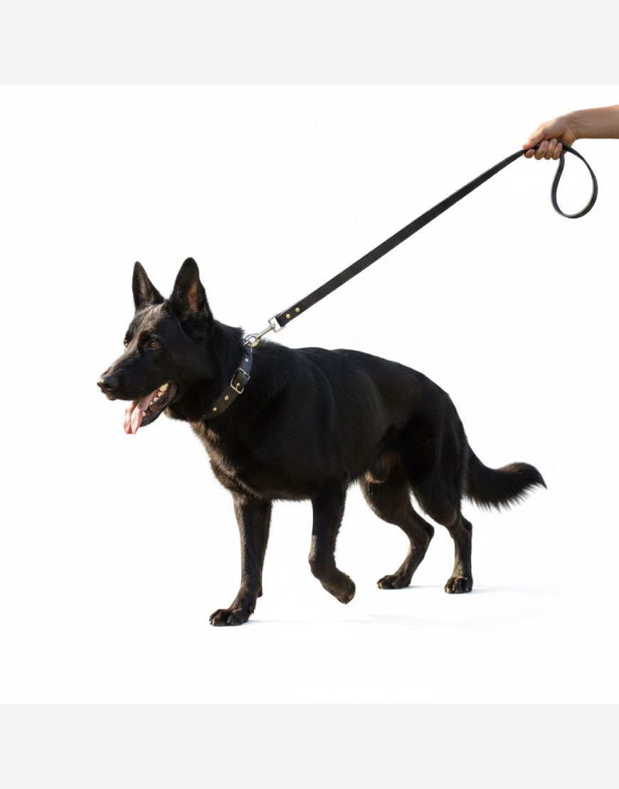 Naomi -YL72271 Pet leash