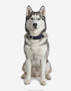 Naomi –YL77376 Pet Collar