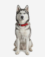 Naomi –YL77376 Pet Collar