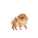 Royal Canin Pomeranian Adult (1.5 KG) - Talapets