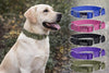 DOGNESS Teflon Collar