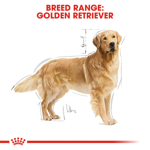 Royal Canin Golden Retriever Adult Dry Dog Food (3 KG) - Talapets