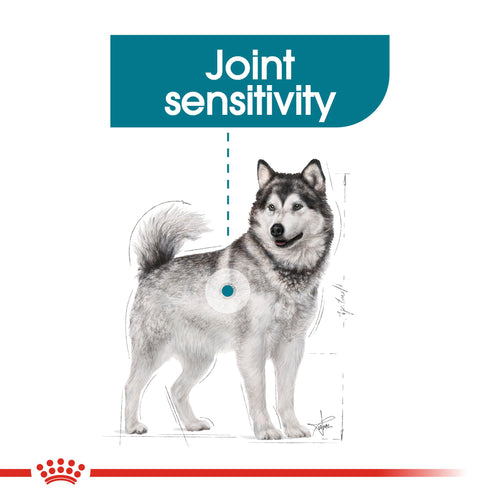 Royal Canin Maxi Joint Care (10 KG)- Dry Foodprone to joint sensitivity