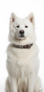 Naomi –YL85502 Pet Collar