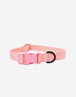 Naomi -YL109789 Pet Collar