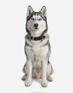 Naomi –YL77376 Pet Collar