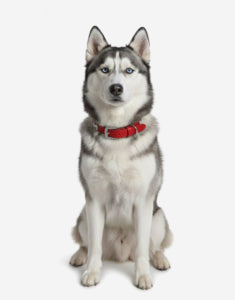 Naomi –YL77376 Pet Collar
