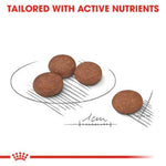 Royal Canin Mini Digestive Care (3 KG) - Dry food for small dogs - Talapets